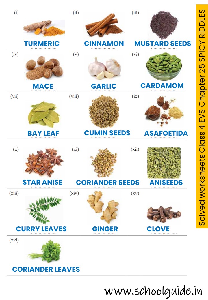 Solved Worksheet Class 4 EVS Spicy Riddles (Looking Around Us)