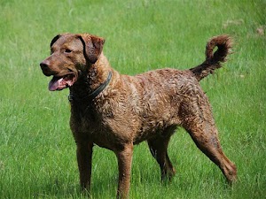 Chesapeake Bay Retriever is a Good Family Pet and Hunting Companion