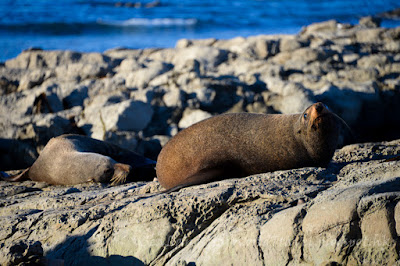 Kaikoura, seal colony