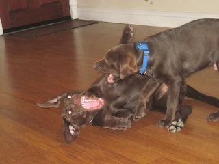 chocolate lab funny