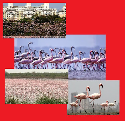 Розово фламинго се завърна в Индия