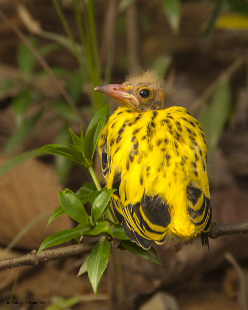 A baby black naped oriole (chim vàng anh gáy đen)