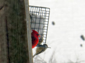 cardinal and chickadee