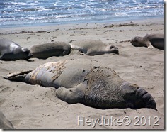Elephant Seal lounging in the sand