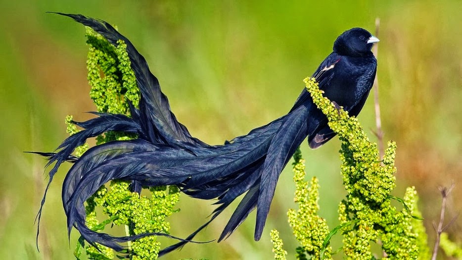 Exotic birds of unprecedented beauty  PHOTOS0