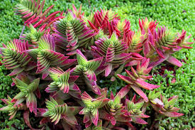 La suculenta más linda por sus hojas de colores crásula capitelia