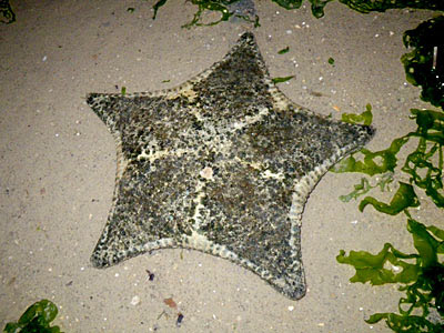 Cake sea star (Anthenea aspera)