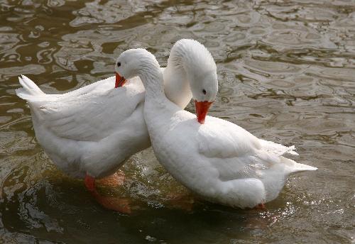 [Snow+Geese+Spring+Festival+Valentine's+Day.jpg]