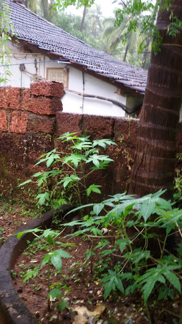 Papaya Leaf Juice for Dengue