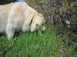 草を食べ続ける犬