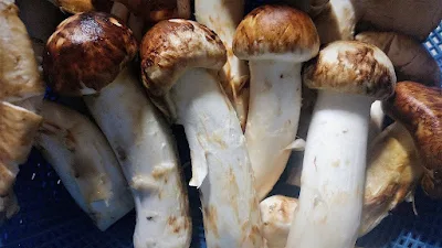 Mushroom contract farming in Araimile