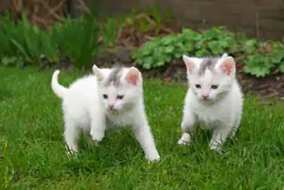 Mengapa Kucing suka buang kotoran di kebun tetengga???