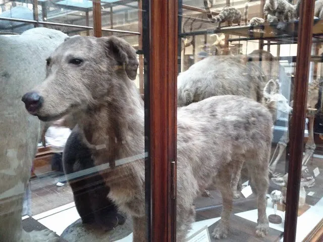 Irish wolfhound taxidermy at the Museum of Natural History in Dublin