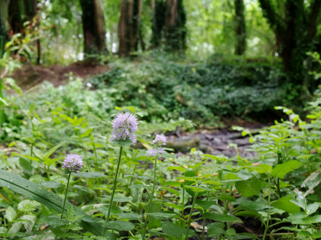 Water mint  amongst nettles and brambles on bank of Dickerson's Pit