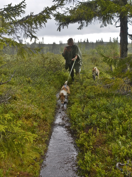 vardefjell buvasstøla stolpejakt