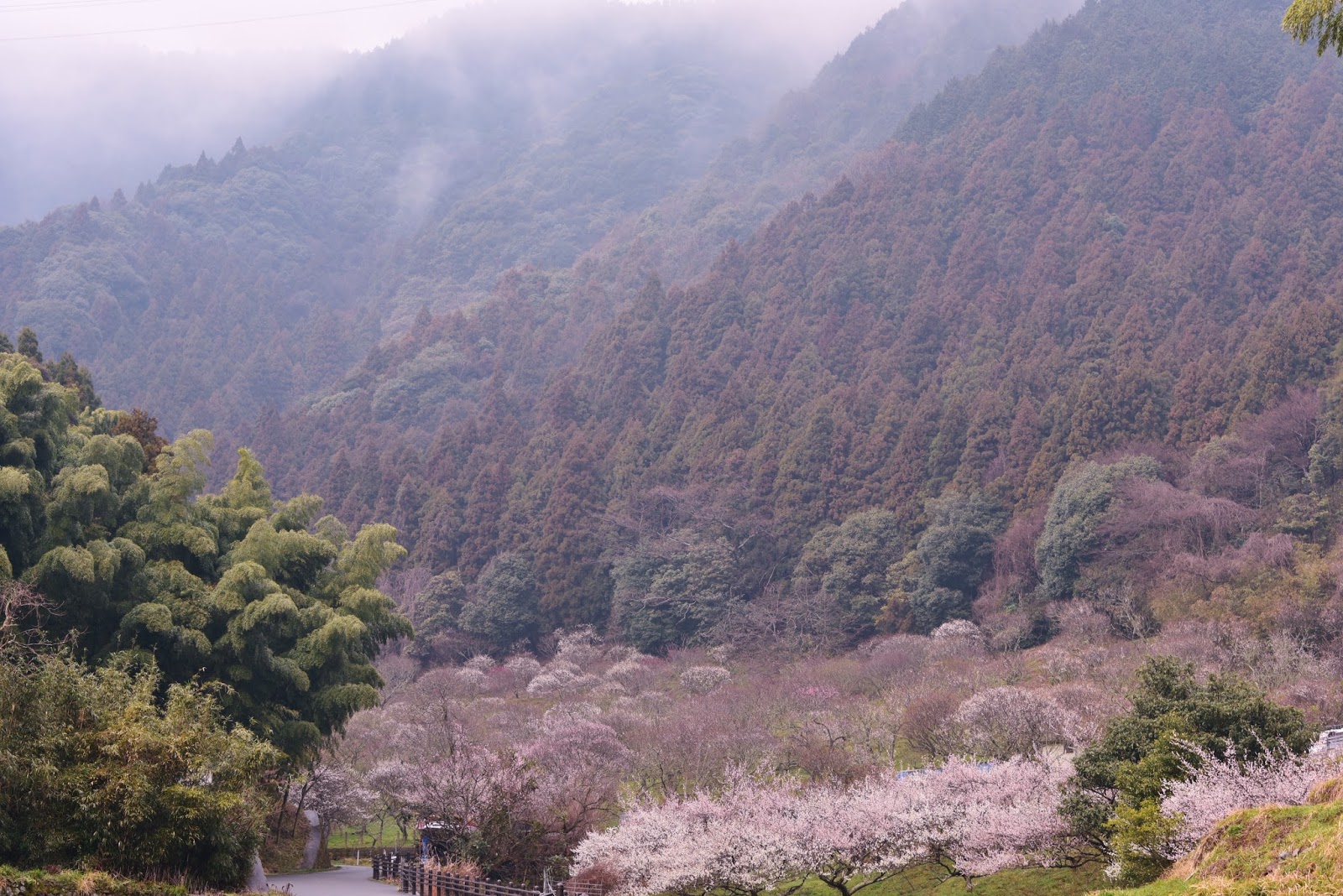 和の花だより 合馬の春 ２０１６ 三岳梅林公園