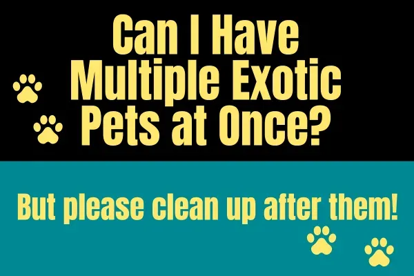 Can I Have Multiple Exotic Pets at Once?