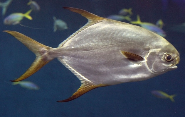  Ikan Bawal  Bintang Trachinotus blochii Biota Dunia 