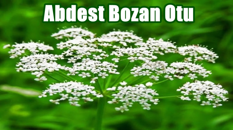 Abdest Bozan Otu