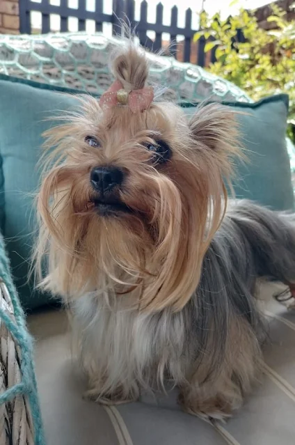 tiny Yorkshire Terrier standing on a couch