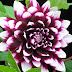 Budidaya Dahlia ( Dahlia Spp. L. )