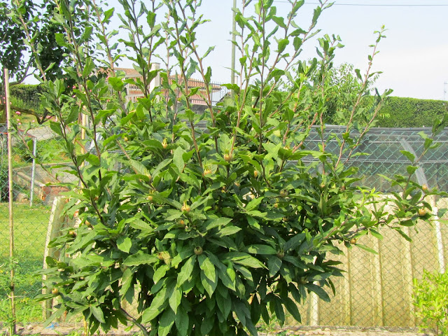 Mespilus germanica plant