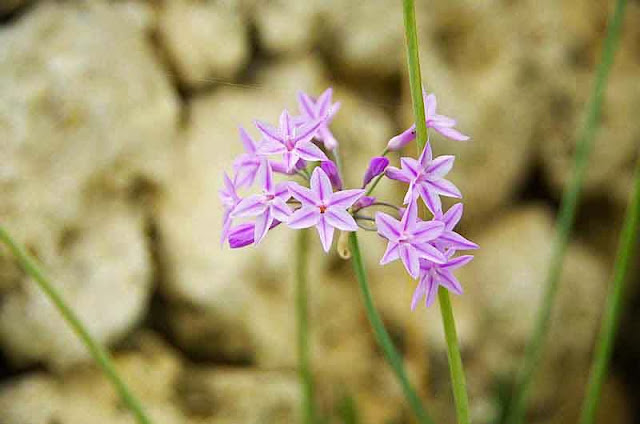 Society Garlic flowers, stones in background