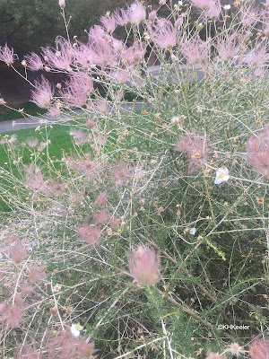 Apache plume, Fallugia paradoxa