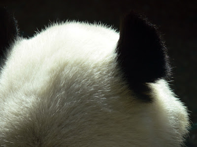 Giant Panda, Zoo Atlanta