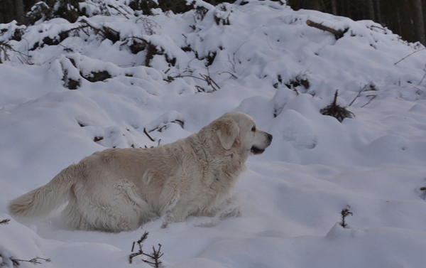 golden retriever