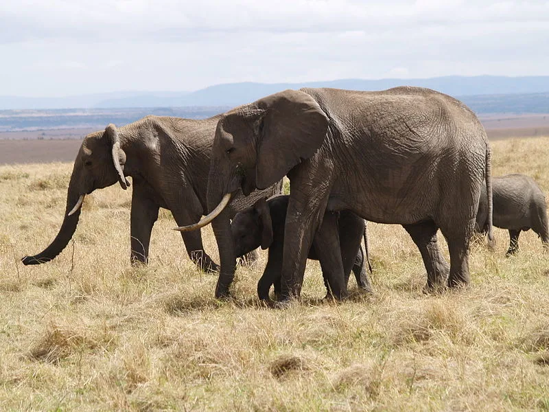 Maasai Mara National Reserve Kenya