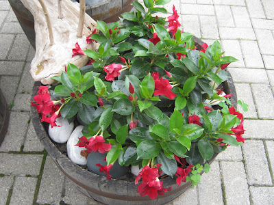 Mandevilla Flower