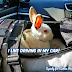 Bunny Meme:I like driving in my car!