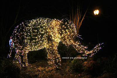 washington dc, national zoo, zoo lights, festive, Virginia photographer, project 52, photoblog, blog hop, night photography, 