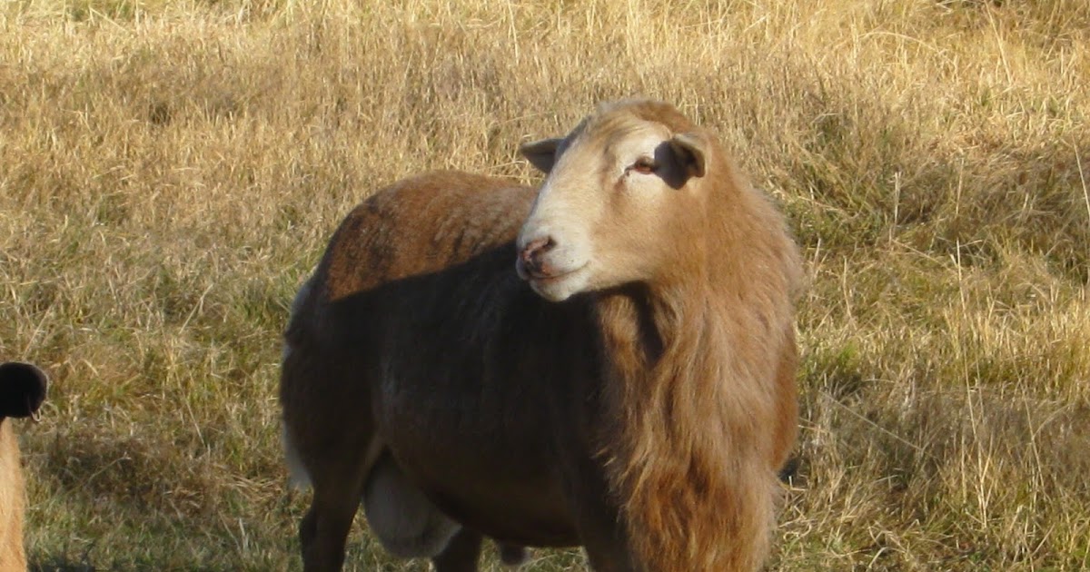 Baa Ram Ewe Sheep: Advantages of Hair Sheep