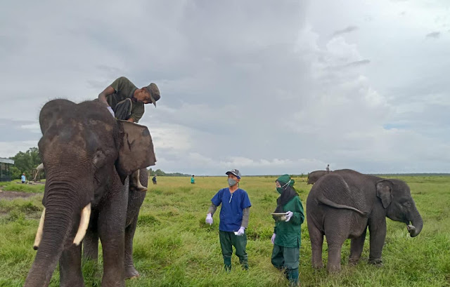 Melihat Perawatan Gajah Sumatera di Pusat Konservasi Padang Sugihan 