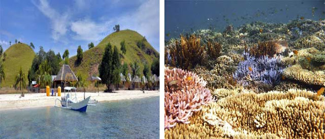 https://FindWisata.blogspot.com | Destinasi Favorit Untuk Diving Dan Snorkeling Di Nusa Tenggara Timur 