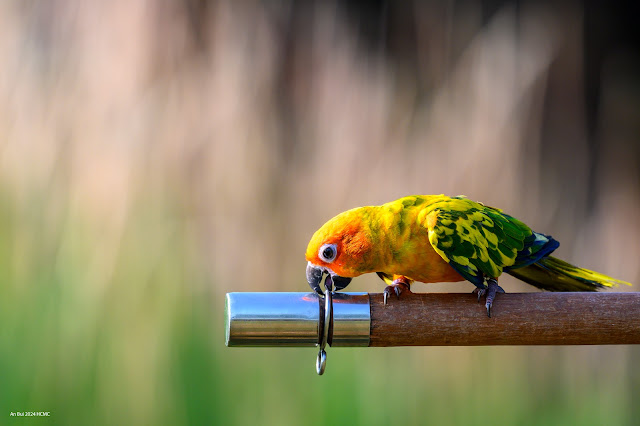 An Bui 2024 HCMC - Sun Conure Parrot (Aratinga solstitialis) (Vẹt đuôi dài mặt trời)