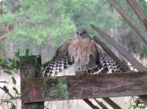 7 Red-shouldered Hawk (1)