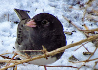 Dark-eyed Junco close up – Charlottetown, PEI – Apr. 1, 2017 – Roberta Palmer