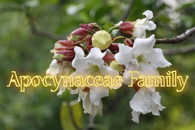 Apocynaceae Family: Morphological characteristics, Classification and Taxonomy, Reproduction