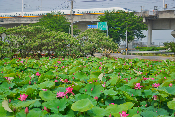 嘉義新港大客荷塘古厝三合院荷花池，還可拍荷花高鐵同框畫面