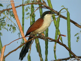 cuco senegales Centropus senegalensis