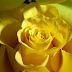 Yellow Flower Wallpaper