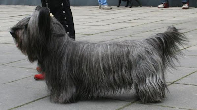 skye terrier