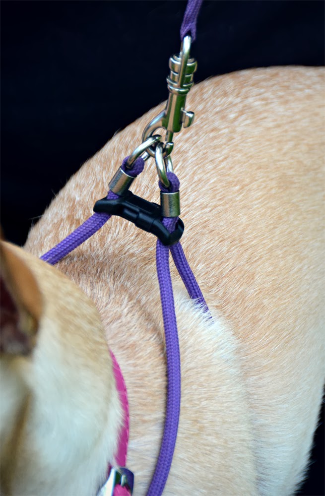 The Dog Geek: Product Review: Midnight Pet Lite and E-Z Harness