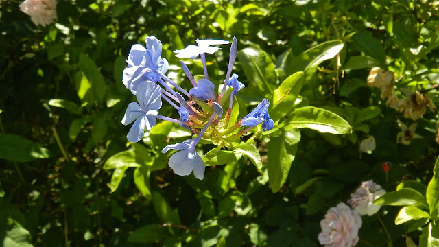 Blue plumbago and pale pink roses