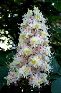 honey plant horse chestnut