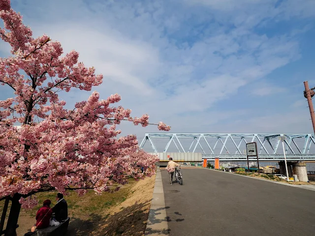 江戸川　妙典　河津桜