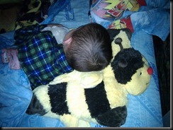 12-27-2010 pillow pet from aunt Jo